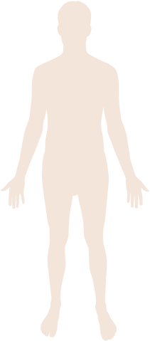 FileHuman body silhouettesvg Wikimedia Commons