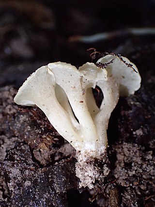 <i>Hydnodon</i> Genus of fungi