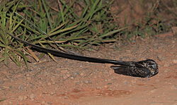 Hydropsalis forcipata (Macropsalis creagra) Lang trainiertes Nightjar.JPG