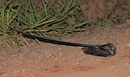 Hydropsalis forcipata (Macropsalis creagra) Long-trained Nightjar.JPG