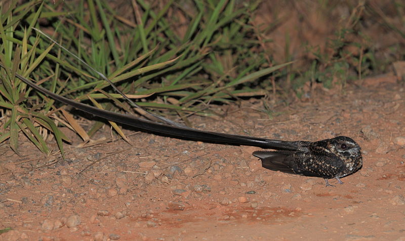 File:Hydropsalis forcipata (Macropsalis creagra) Long-trained Nightjar.JPG