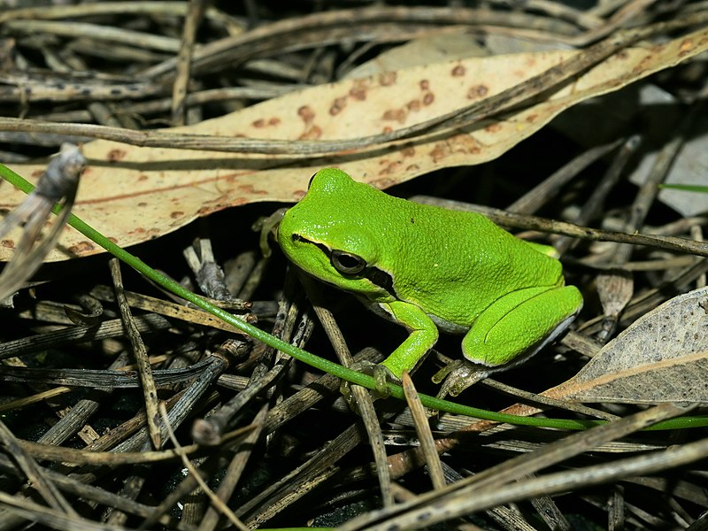 File:Hyla sarda (Torregrande).jpg