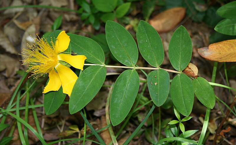 File:Hypericum calycinum 2.jpg