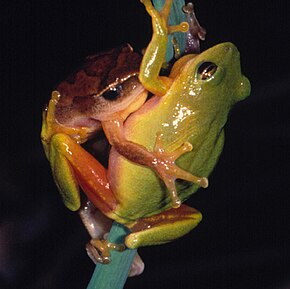 Beschrijving van de afbeelding Hyperolius tuberilinguis.jpg.