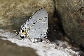 Male Hypolycaena narada, the Banded Tit, from Namdapha National Park, Arunachal Pradesh, India. Hypolycaena narada, the Banded Tit.jpg