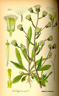 Illustration_Erigeron_acer0.jpg