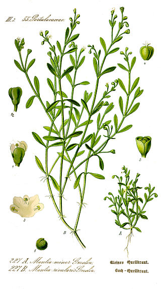 <i>Polycarpon polycarpoides</i> Species of plant in the genus Polycarpon