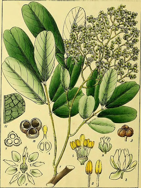 File:Illustrations of Indian Botany, Vol. 1 (page 278 crop).jpg