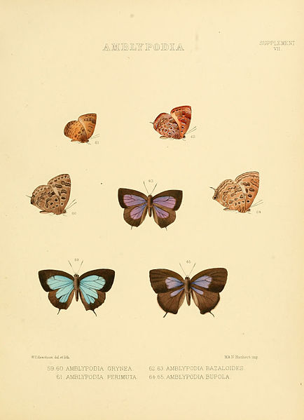 File:Illustrations of diurnal Lepidoptera Supplement VII.jpg