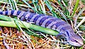 Immature blue tounged lizard hiding amongst feral fennel.