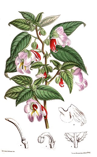 <i>Impatiens psittacina</i> Species of flowering plant