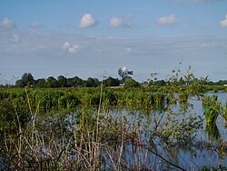 In Juni in het Nat. Park. De Alde Feanen. Friesland Holland.JPG