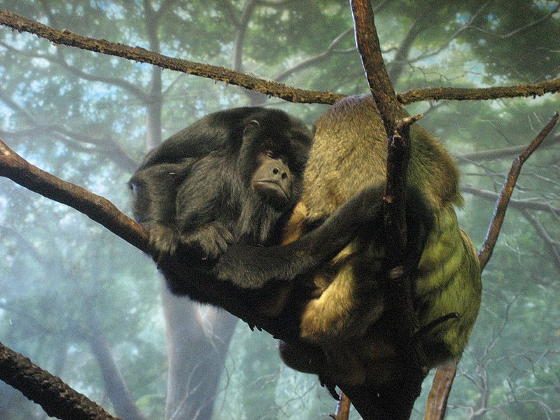 File:In the ape house.jpg