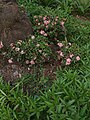 Indian Botany Garden Images Used For Studies Purpose Of Different Plants In Mumbai University