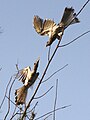 Indian Grey Hornbill (Ocyceros birostris) aerial jousting at Nagpur, Maharashtra (2)..jpg