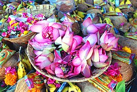 File:Indian lotus flowers.jpg