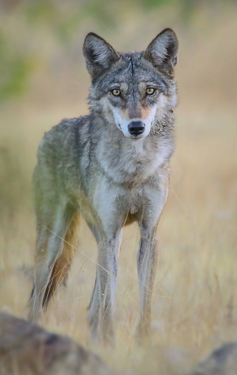 Indian wolf - Wikipedia