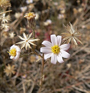 <i>Ionactis caelestis</i> Species of flowering plant