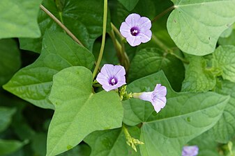 (Ipomoea triloba)