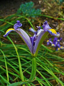 Iris xiphium Flower