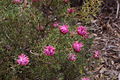 Isopogon dubius