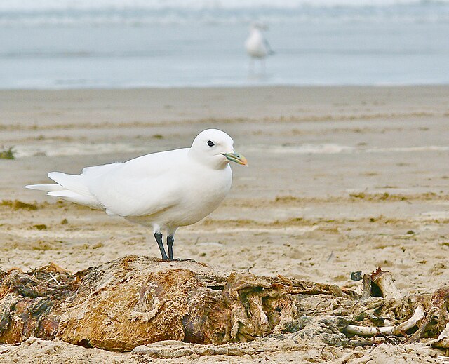 A rare vagrant Ivory Gull on a Central Coast beach