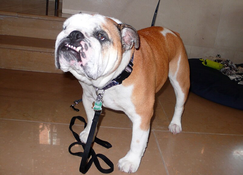 File:Jack the Bulldog.jpg