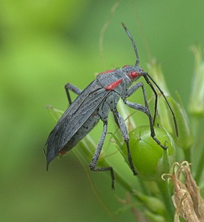 <i>Jadera</i> Genus of true bugs