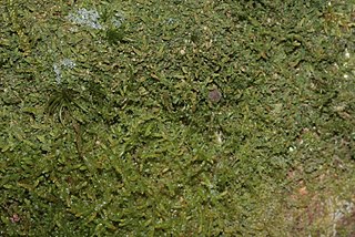 <i>Jamesoniella</i> Genus of liverworts