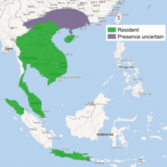 Distribuição geográfica do Mangusto-de-java