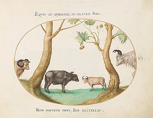 Animalia Qvadrvpedia et Reptilia (Terra): Plate VI