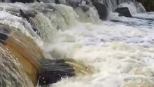 Fișier: Jumping Sea Trout.webm