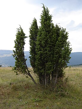 Juniperus deltoides çalı Bulgaristan.jpg