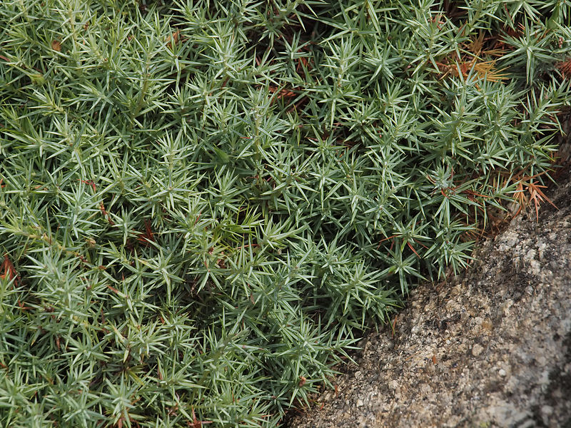 File:Juniperus oxycedrus 20130828 1.jpg