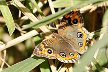 Junonia genoveva - didi 37470385.jpg