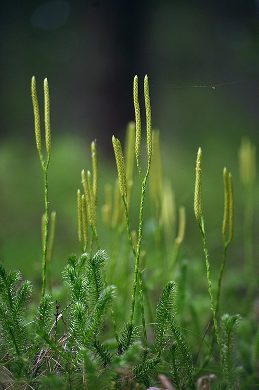 Плауновидные. Ликоподиум плаун. Плаун булавовидный (Lycopodium clavatum). Lycopodium ликоподиум / плаун. Плаун булавовидный (lycopоdium clavаtum),.