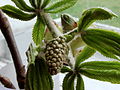 flower buds