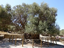 Etwa 3250 Jahre alter Olivenbaum auf Kreta