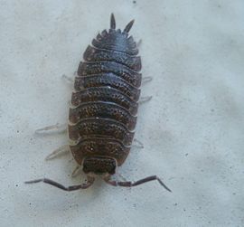 Porcellio scaber