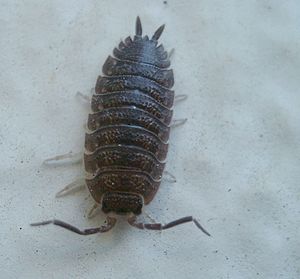 Trælus (Porcellio scaber)