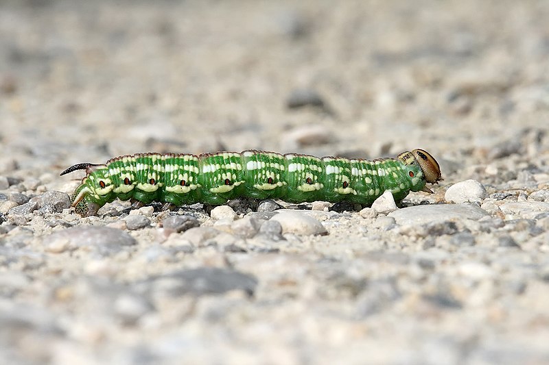 File:Kiefernschwaermer Sphinx pinastri Caterpillar Richard Bartz.jpg