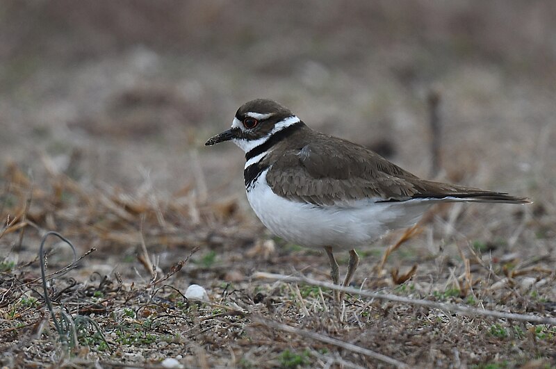 File:Killdeer - 51951159466.jpg