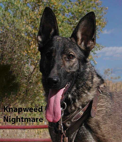 File:Knapweed Nightmare noxious weed detection dog 01.jpg