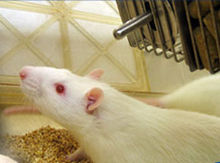 Un rat blanc aux yeux rouges, albinos, vu de profil