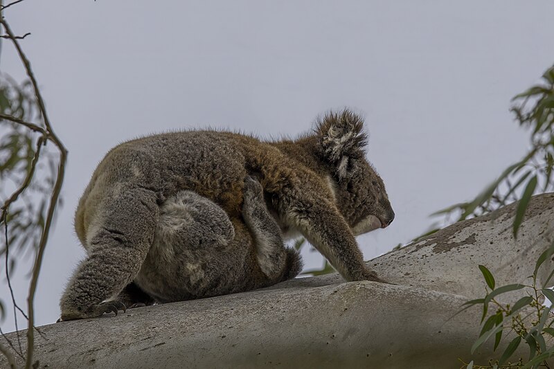 File:Koalas (Phascolarctos cinereus) female and joey Mount Lofty 3.jpg