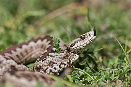 Vipera graeca.