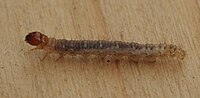 Caterpillar Korscheltellus lupulinus02.jpg