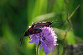 Zygaena trifolii