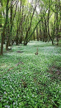 7 mai : Parterre d'ail des ours, RNN de Chérine, par Jag Bill.