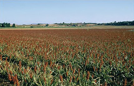 L'Estany Púdol - Siurana (Alt Empordà), 29 d'agost de 2003